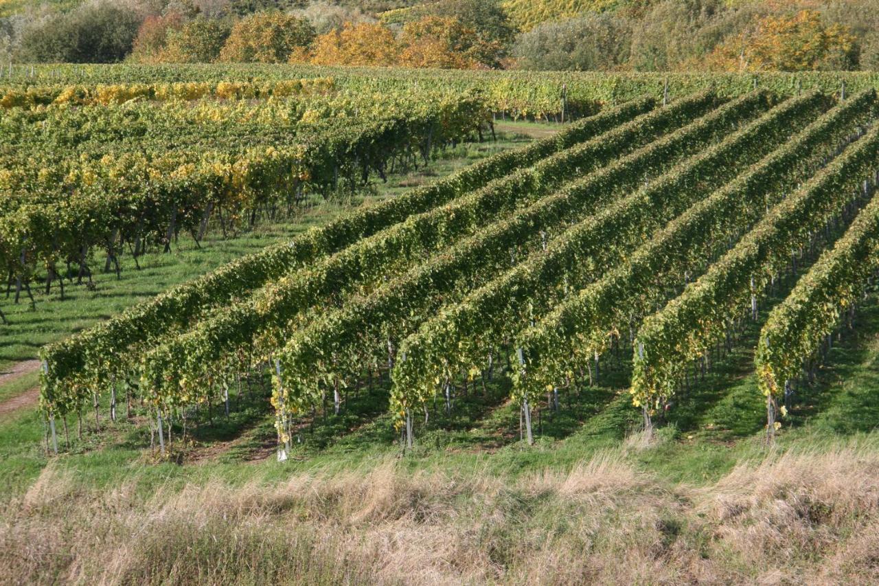 Weinbergblick *